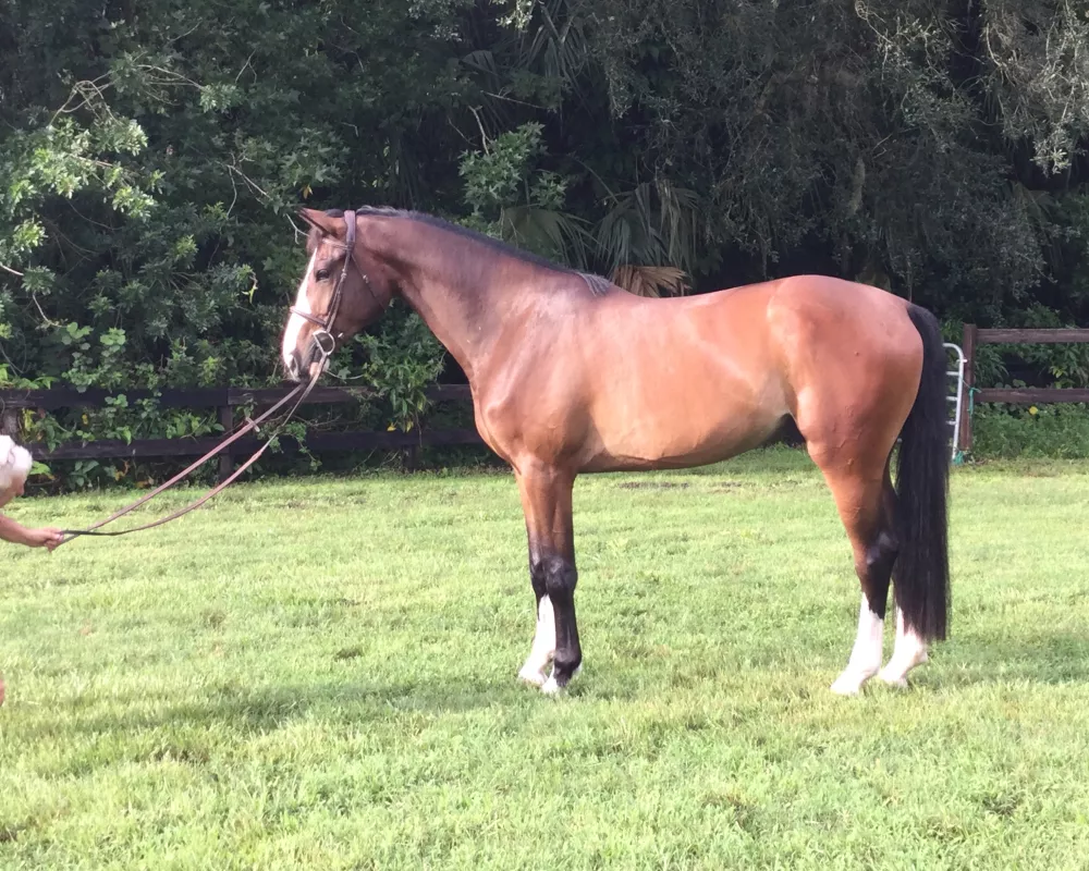 Achilles B | Warmblood Sales